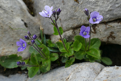 Veronica aphylla