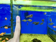 Sphaerichthys vaillanti