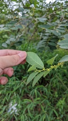 Bridelia tomentosa