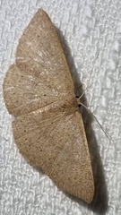 Cyclophora obstataria