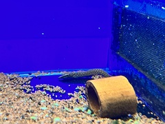 Mastacembelus armatus