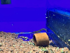 Mastacembelus armatus