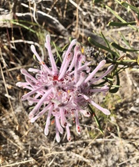 Petrophile linearis