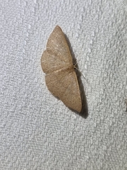 Cyclophora obstataria