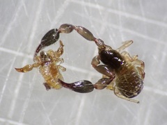 Haplochernes funafutensis