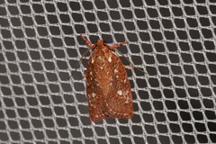 Euchaetis metallota