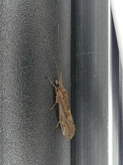 Hydrobiosidae