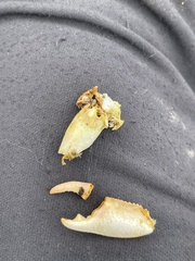 Ombrastacoides leptomerus