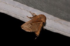 Anaxidia lozogramma