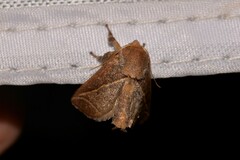 Anaxidia lozogramma