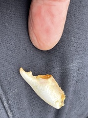 Ombrastacoides leptomerus