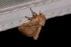 Anaxidia lozogramma