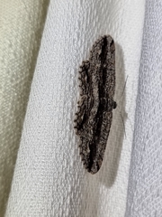 Scioglyptis canescaria