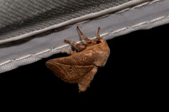 Anaxidia lozogramma