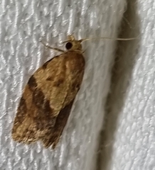 Epiphyas postvittana