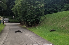 Lutrogale perspicillata