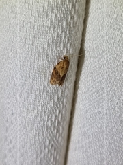 Epiphyas postvittana