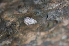 Littoraria sinensis