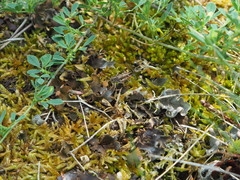 Peltigera rufescens