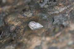 Littoraria sinensis