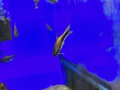 Nematobrycon palmeri