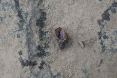 Littoraria sinensis