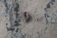 Littoraria sinensis