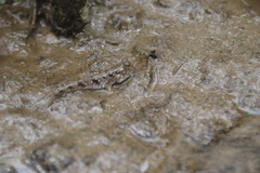 Periophthalmus modestus