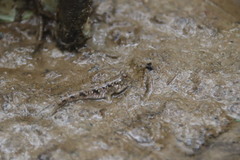 Periophthalmus modestus