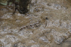 Periophthalmus modestus