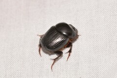 Onthophagus neostenocerus