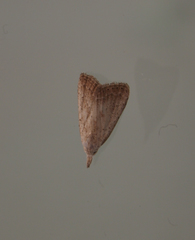 Meganola brunellus