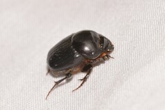Onthophagus neostenocerus