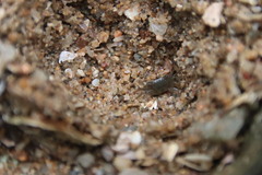 Metopograpsus quadridentatus