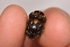 Onthophagus neostenocerus