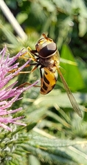 Syrphus ribesii