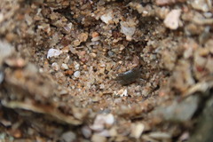 Metopograpsus quadridentatus