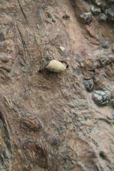 Dolichoderus sibiricus