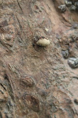 Dolichoderus sibiricus