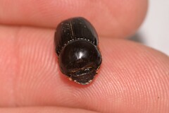 Onthophagus neostenocerus