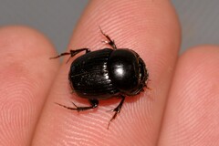 Onthophagus neostenocerus