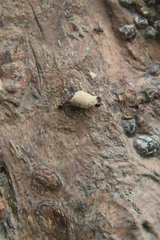 Dolichoderus sibiricus