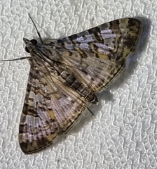 Dysallacta negatalis