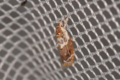 Piloprepes gelidella