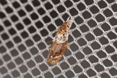 Piloprepes gelidella