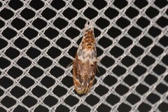 Piloprepes gelidella