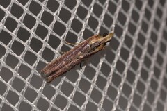 Cathyalia pallicostalis