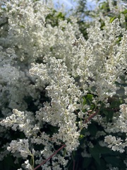 Fallopia baldschuanica
