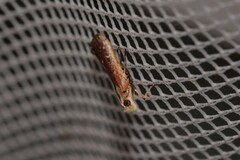 Cathyalia pallicostalis