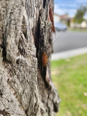 Ellipsidion humerale